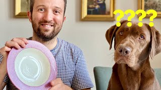 My Dog Reacts to the Invisible Food Challenge- Funny Dog Reaction- Funny Dog Video | Chuck the Lab