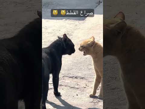    صراع وصراخ القطط القطط   عجائب و غرائب