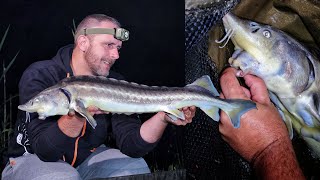 First sturgeon in life - ReWik Fishing