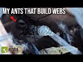 My PET ANTS That Spin Webs Like SPIDERS