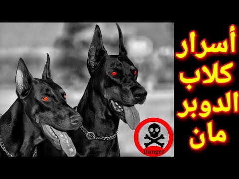 عندما تغضب كلاب الدوبرمان أخطر وأشرس كلب في العالم حسب المنظمة العالمية 2022