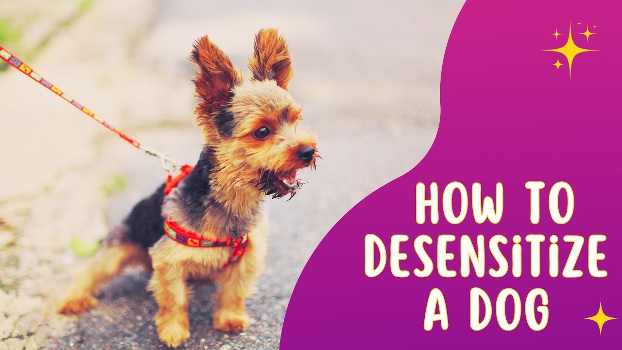 How to Desensitize Your Dog to New Sights and Sounds?? YouTube