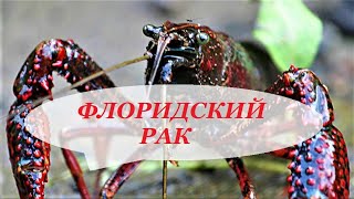 видео Авариумные раки: их содержание и разведение