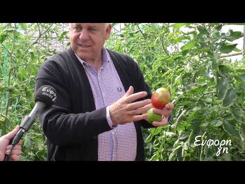 Βίντεο: Μύθοι για την καλλιέργεια δενδρυλλίων ντομάτας για θερμοκήπια