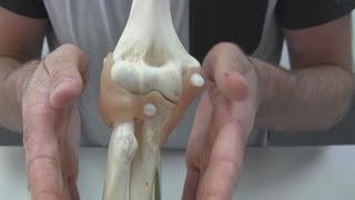 Fucntions Of The Elbow Ligaments