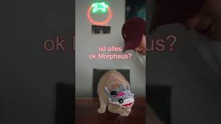 Mein Eigener Katzenhai How2Shirli