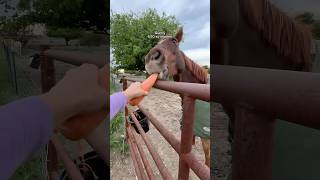 Which Was Your Favorite Chomp?