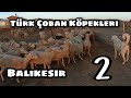 TÜRK ÇOBAN KÖPEKLERİ TURU - BALIKESİR #2