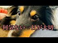 【 Shetland Sheepdog 】Bodhi の動画、YouTube動画。