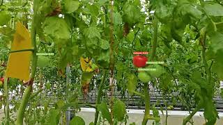 Real-time tomato ripeness classification