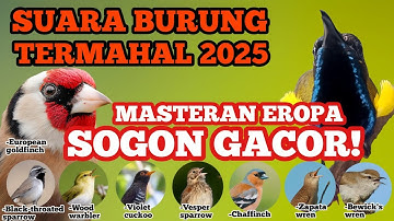 Masteran Sogon Eropa Termahal | Suara Gacor Paling Dicari 2025! #masteransogon #sogonjuara