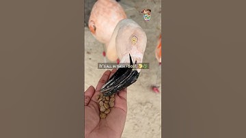 Why Are Flamingos Pink? The Secret Behind Their Color!