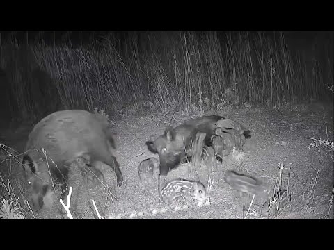 Una cámara trampa graba a una hembra de jabalí amamantando a su piara