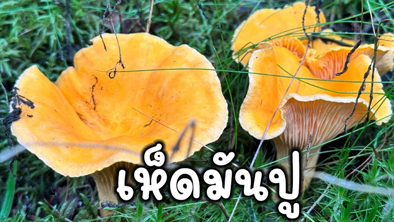 Ep.4 เก็บเห็ดขาย เห็ดมันปู 4/9/25