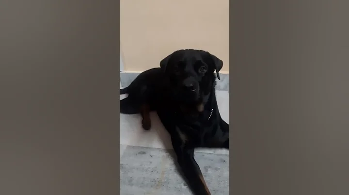 Rex Nodding to Momma's Questions
