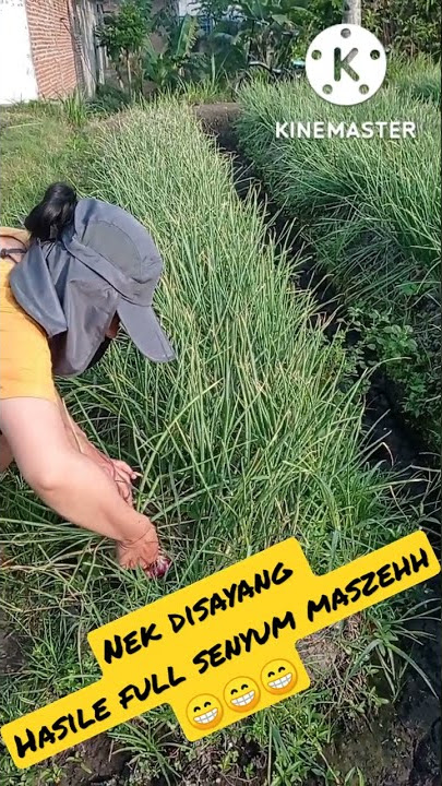 Panen bawang merah merona bikin tambah sayang #panen #bawangmerah #merahmerona #senyum #shorts