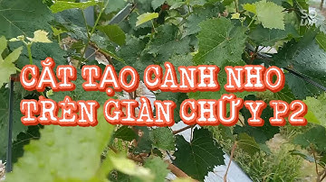 KỸ THUẬT TRỒNG NHO( giàn chữ Y) từ A-Z  PHẦN 4: Cắt tạo cành cấp 1 và cành cấp 2 giàn nho chữ Y