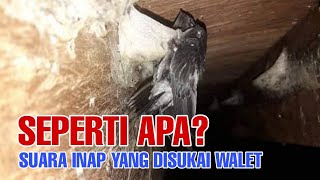 UNSUR & KARAKTER SUARA INAP YANG PALING DISUKAI WALET