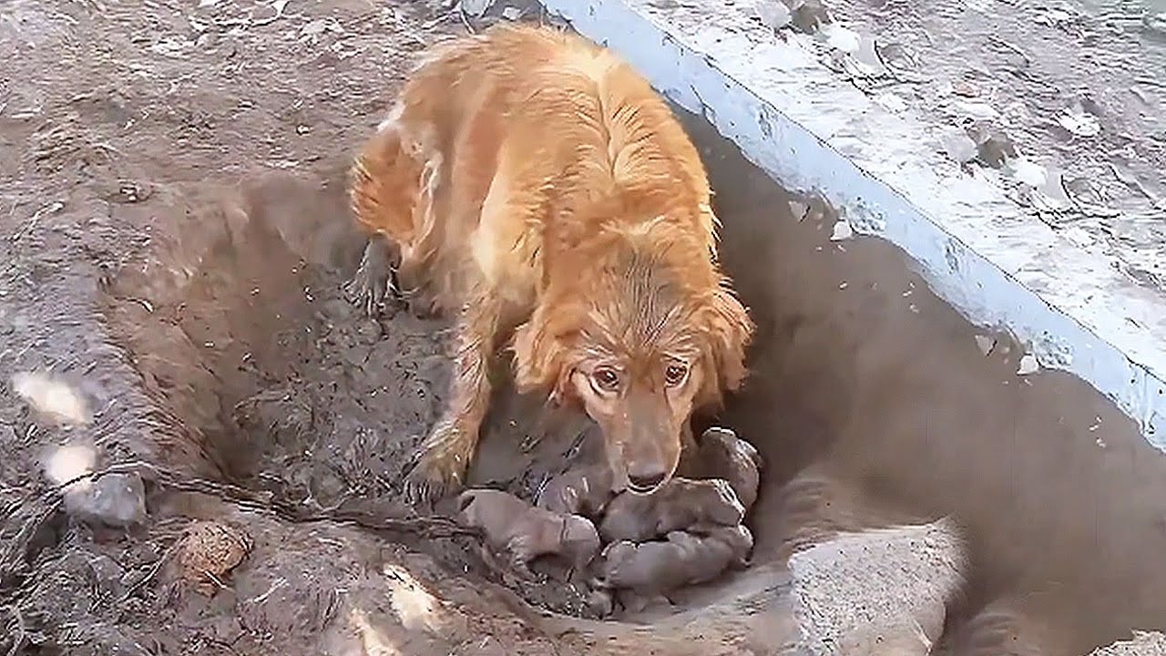 Chained dog mom gave birth in a muddy pit; they are covered in mud,but ...