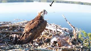 Ilomantsin sääksien juhannus 2022 / Midsummer week at osprey nest