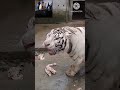 white tiger aggressive 2