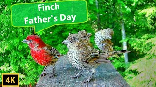 House Finch Calls - Father Finch Feeds Fledglings