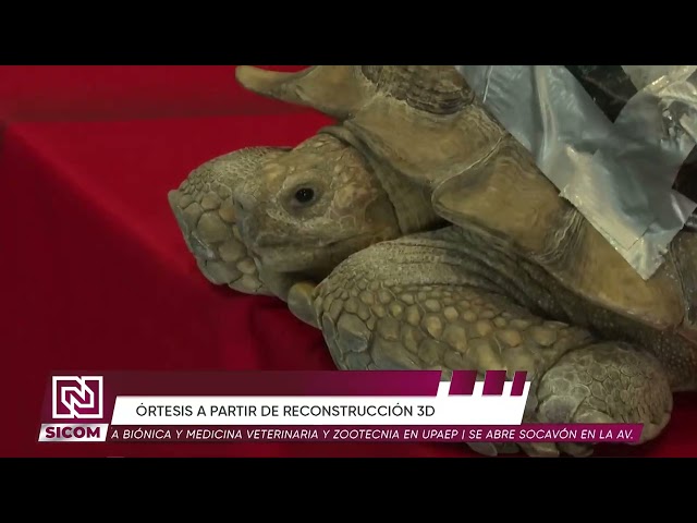 🐢💚 Darwin, la tortuga que volvió a caminar gracias a una prótesis | SICOM Noticias