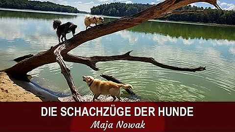 "Schachspielen mit Hunden" - Pauline & Family - vo...