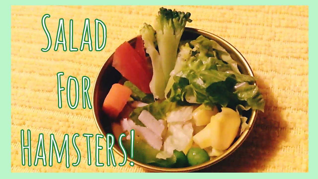 DIY salad for hamsters🌿 Miniture Meals DIY YouTube