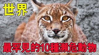 世界上最罕見的10種瀕危動物，一旦失去保護，可能會永遠滅亡【黑土日記】