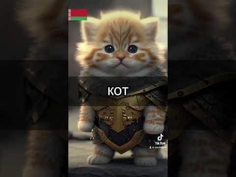 Cat in 12