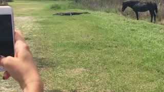 Shocked audience watches as horse fights an alligator - Freakoutcartel