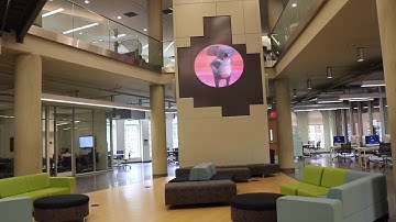 "Koala at a rebellious age" on The UMW Media Wall