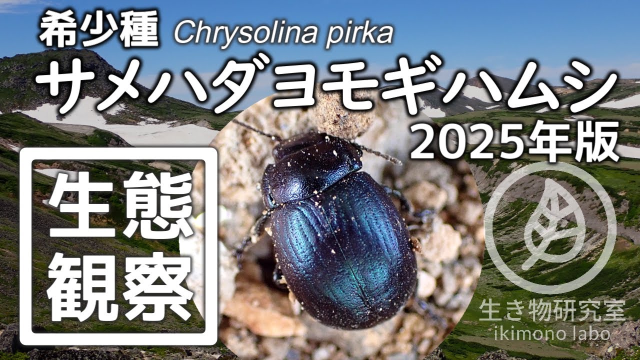 【希少種・高山性昆虫】サメハダヨモギハムシ 2025ver.　Chrysolina pirka　