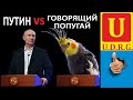В честной борьбе, Путин проиграет даже говорящему попугаю.