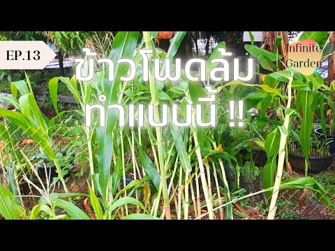 วีดีโอ: ฉันสามารถฟื้นฟูต้นข้าวโพดที่งอได้ - วิธีการประหยัดข้าวโพดที่ล้มลง