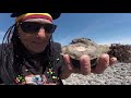 Rare Epic Double Canadian Fossil Crabs