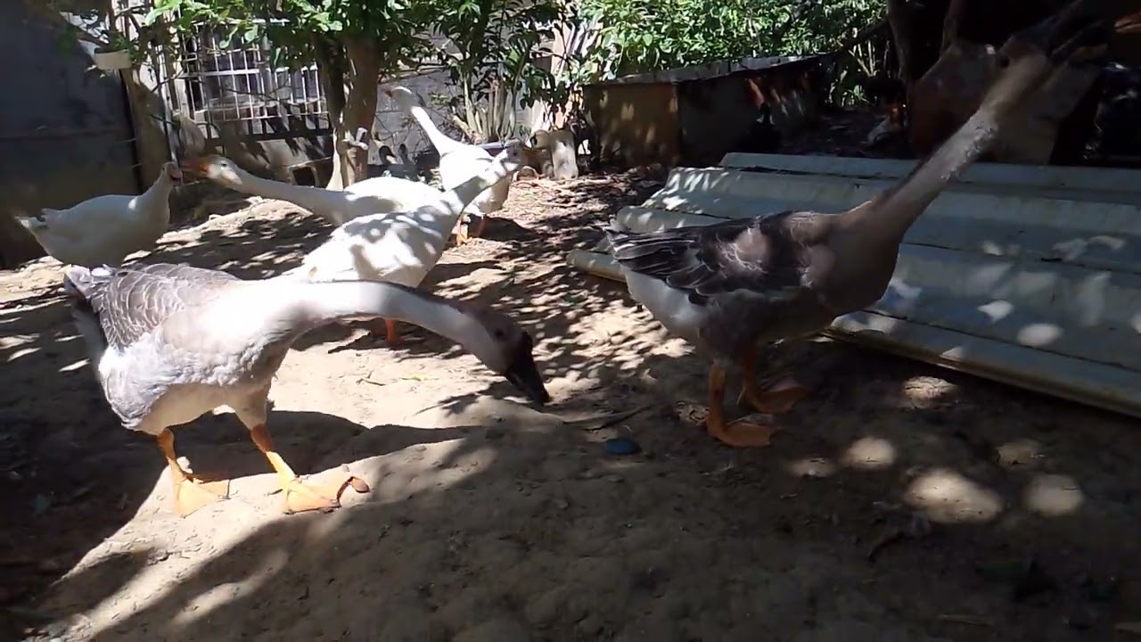 Fred e junior pe na estrada observando os banho matinal dos patinhos 