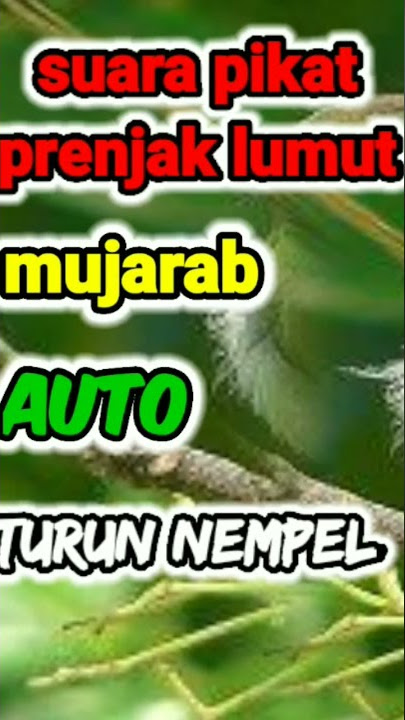 suara pikat prenjak lumut dapatkan durasi lebih panjang