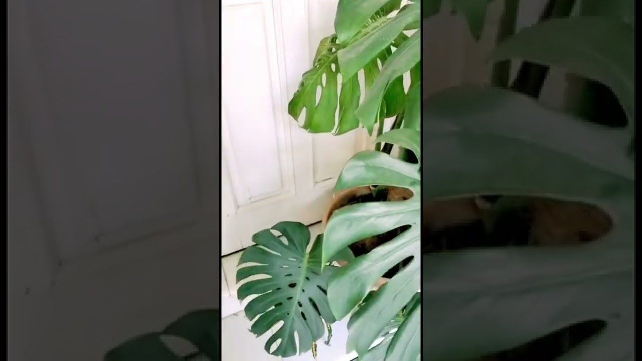 My big leaf Monstera deliciosa 