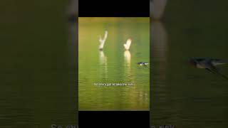 All that for a bath by Shorts of nature  No views 4 days ago 1 minute, 31 seconds