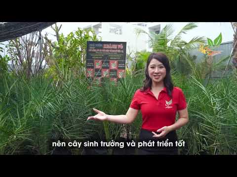Video Cây Chà Là Trung Đông - giống cây trang trí sân vườn... - youtube