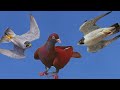 Сокол Сапсан Атакует Голубей!!!!! Falcon Peregrine Attacks Pigeons!!!!!