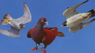 Сокол Сапсан Атакует Голубей!!!!! Falcon Peregrine Attacks Pigeons!!!!!