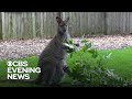 This Chicago-area zoo is helping raise a baby: Whitney the wallaby