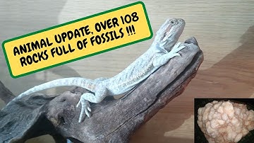 ANIMAL UPDATE,  OVER 108 ROCKS FULL OF FOSSILS, MY GIANT CRYSTAL (Snake Island Exotics)