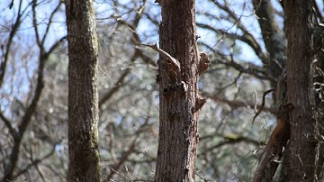 Treecreeper making a nest