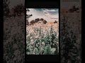 #kurulusosman #attitude #automobile #viral #turkishdrama DASHEEAESTHETIC