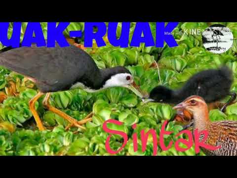Suara Pikat Burung Ruak Ruak Dan Sintar Youtube