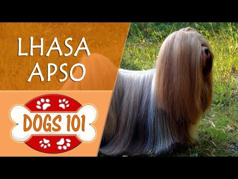 dogs-101---lhasa-apso---top-dog-facts-about-the-lhasa-apso